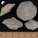 Shi Yan 石燕, Spirifer, Herbal Mineral