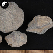Shi Yan 石燕, Spirifer, Medicinal Mineral-Health Wisdom™