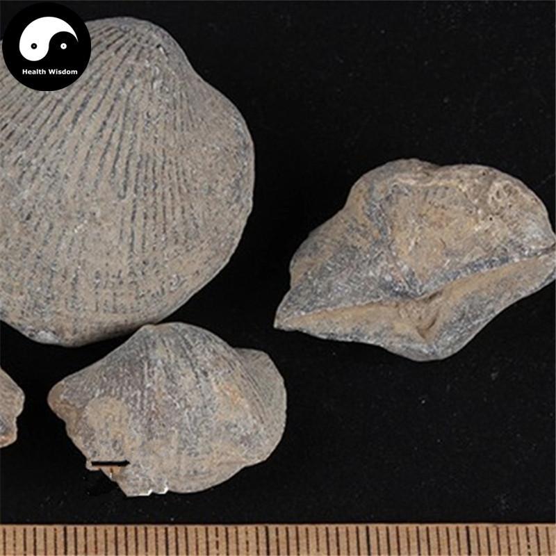 Shi Yan 石燕, Spirifer, Medicinal Mineral-Health Wisdom™