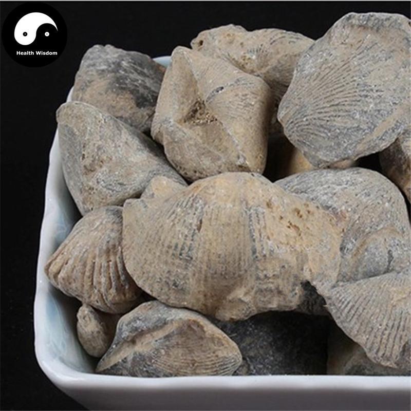 Shi Yan 石燕, Spirifer, Medicinal Mineral-Health Wisdom™