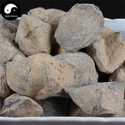 Shi Yan 石燕, Spirifer, Medicinal Mineral-Health Wisdom™