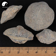 Shi Yan 石燕, Spirifer, Medicinal Mineral-Health Wisdom™