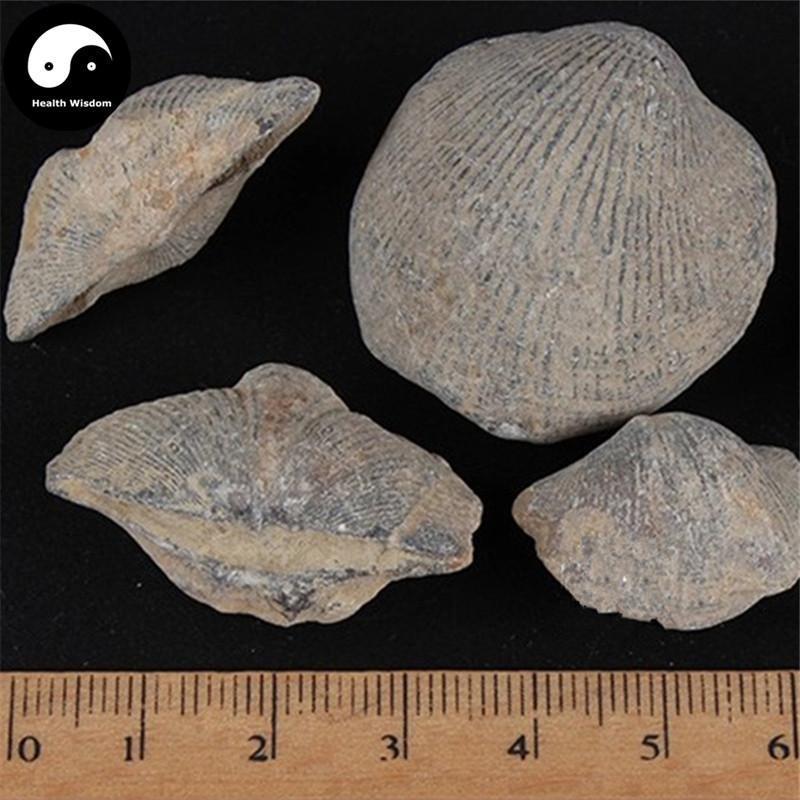 Shi Yan 石燕, Spirifer, Medicinal Mineral-Health Wisdom™
