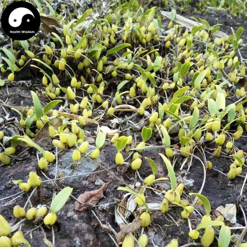 Shi Zao 石枣, Radiate Bulbophyllum Herb, Herba Bulbophylli Radiati, Shi Dou-Health Wisdom™