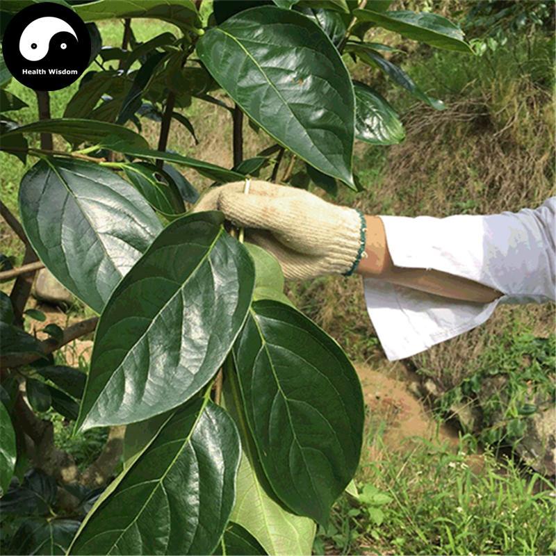 Shi Zi Ye 柿子葉, Diospyros Kaki Leaf, Folium Persimmon-Health Wisdom™