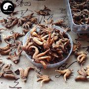 Shou Zhang Shen 手掌参, Conic Gymnadenia Rhizome, Gymnadenia Conopsea-Health Wisdom™