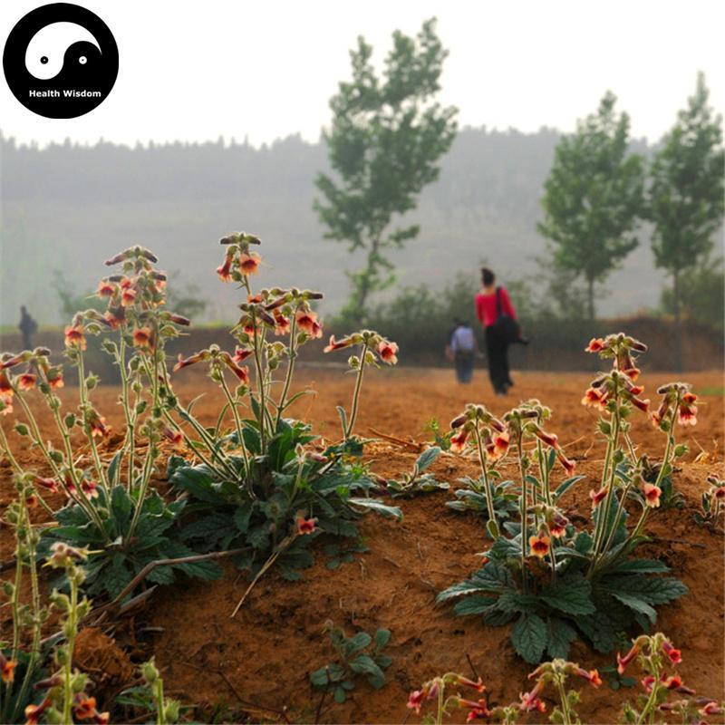 Shu Di Huang Pian 熟地黃片, Radix Rehmanniae Preparata, Shu Di-Health Wisdom™