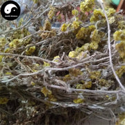 Shu Qu Cao 鼠曲草, Herba Gnaphalii Hypoleuci, Cudweed, Qing Ming Cai, Tian Ai-Health Wisdom™