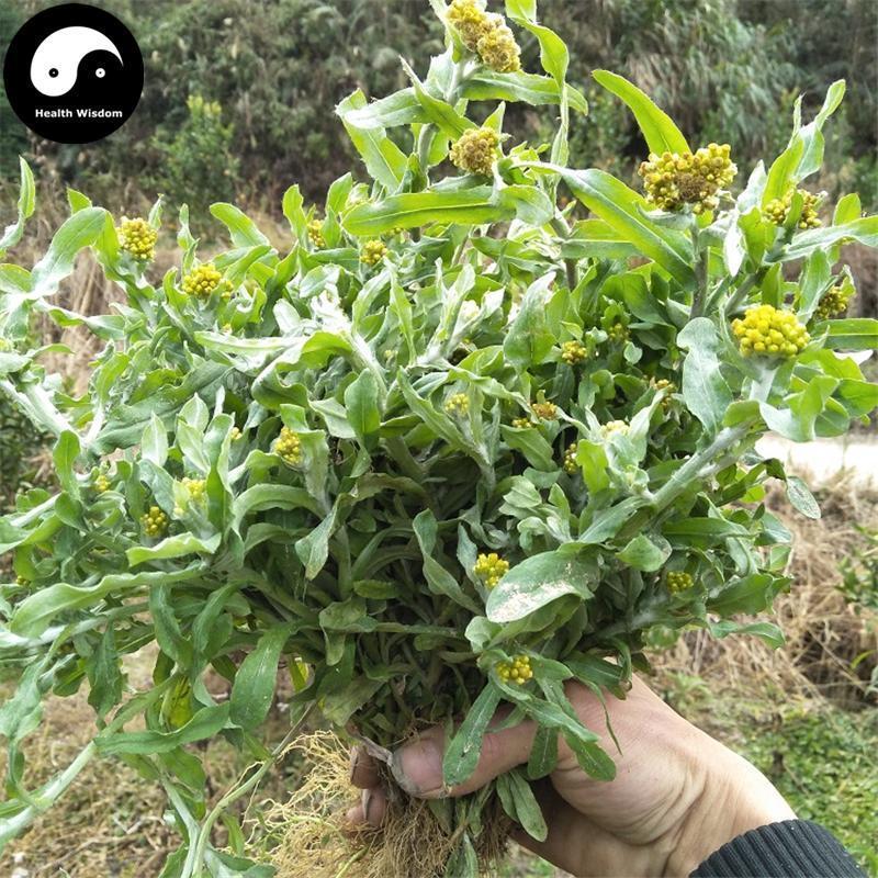 Shu Qu Cao 鼠曲草, Herba Gnaphalii Hypoleuci, Cudweed, Qing Ming Cai, Tian Ai-Health Wisdom™