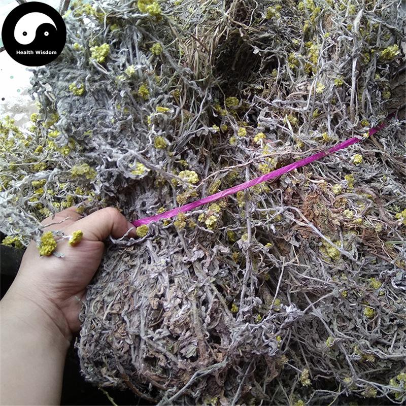 Shu Qu Cao 鼠曲草, Herba Gnaphalii Hypoleuci, Cudweed, Qing Ming Cai, Tian Ai-Health Wisdom™