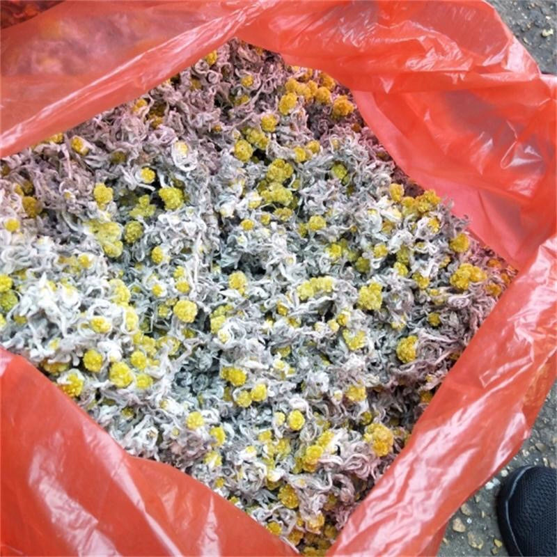 Shu Qu Cao 鼠曲草, Herba Gnaphalii Hypoleuci, Cudweed, Qing Ming Cai, Tian Ai-Health Wisdom™