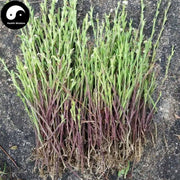 Shuang Jin Tang 双金汤, Du Jiao Jin 独脚金, Herba Striga Asiatica Soups Bag, Du Jiao Gan, Gan Ji Cao-Health Wisdom™