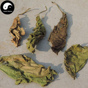 Shuang Sang Ye 霜桑葉, Folium Mori, Frost Mulberry Leaf-Health Wisdom™