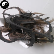 Shui Niu Jiao 水牛角, Cornu Bubali, Water Buffalo Horn-Health Wisdom™