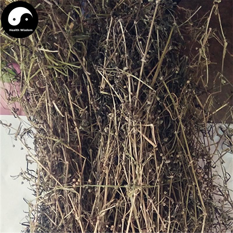Shui Xian Cao 水線草, Corymbose Hedyotis Herb, Herba Hedyotidis Corymbosae-Health Wisdom™
