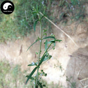 Shui Xian Cao 水線草, Corymbose Hedyotis Herb, Herba Hedyotidis Corymbosae-Health Wisdom™
