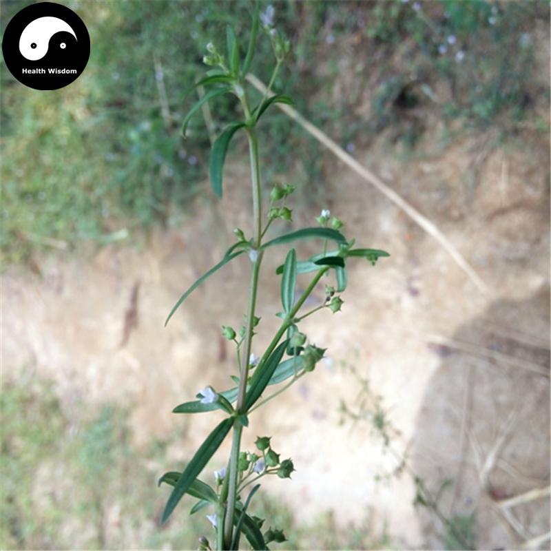 Shui Xian Cao 水線草, Corymbose Hedyotis Herb, Herba Hedyotidis Corymbosae-Health Wisdom™