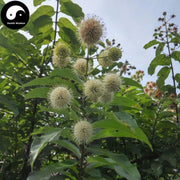 Shui Yang Mei Gen 水楊梅根, Japanese Avens Root, Adina Rubella-Health Wisdom™