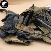 Shui Zhi 水蛭, Dried Hirudin, Medicinal Leeches, Hirudo Medicinalis-Health Wisdom™