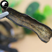 Shui Zhi 水蛭, Dried Hirudin, Medicinal Leeches, Hirudo Medicinalis-Health Wisdom™