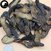 Shui Zhi 水蛭, Dried Hirudin, Medicinal Leeches, Hirudo Medicinalis-Health Wisdom™