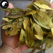 Si Ji Qing 四季青, Folium Ilicis Chinensis, Purpleflower Holly Leaf-Health Wisdom™