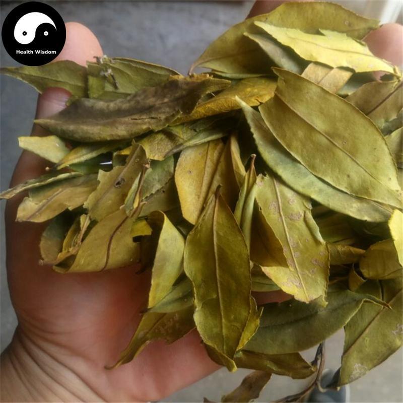 Si Ji Qing 四季青, Folium Ilicis Chinensis, Purpleflower Holly Leaf-Health Wisdom™