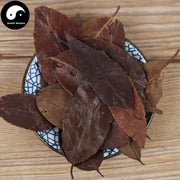 Si Ji Qing 四季青, Folium Ilicis Chinensis, Purpleflower Holly Leaf-Health Wisdom™