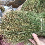 Si Ye Lian 四叶莲, Herb Galium Bungei, Si Ye Lu 四叶葎-Health Wisdom™
