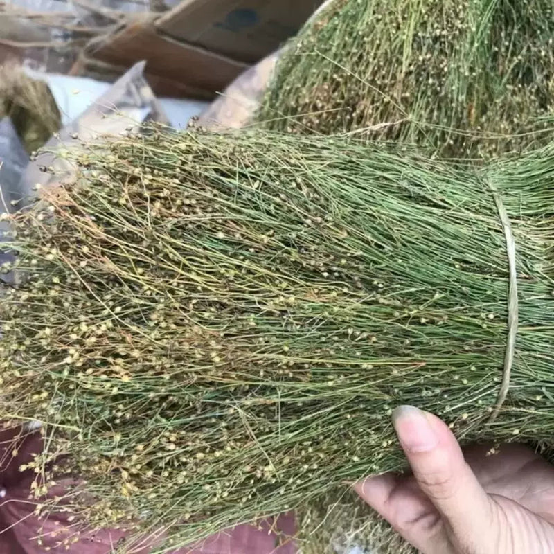 Si Ye Lian 四叶莲, Herb Galium Bungei, Si Ye Lu 四叶葎-Health Wisdom™