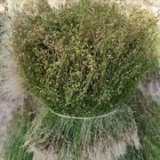 Si Ye Lian 四叶莲, Herb Galium Bungei, Si Ye Lu 四叶葎-Health Wisdom™
