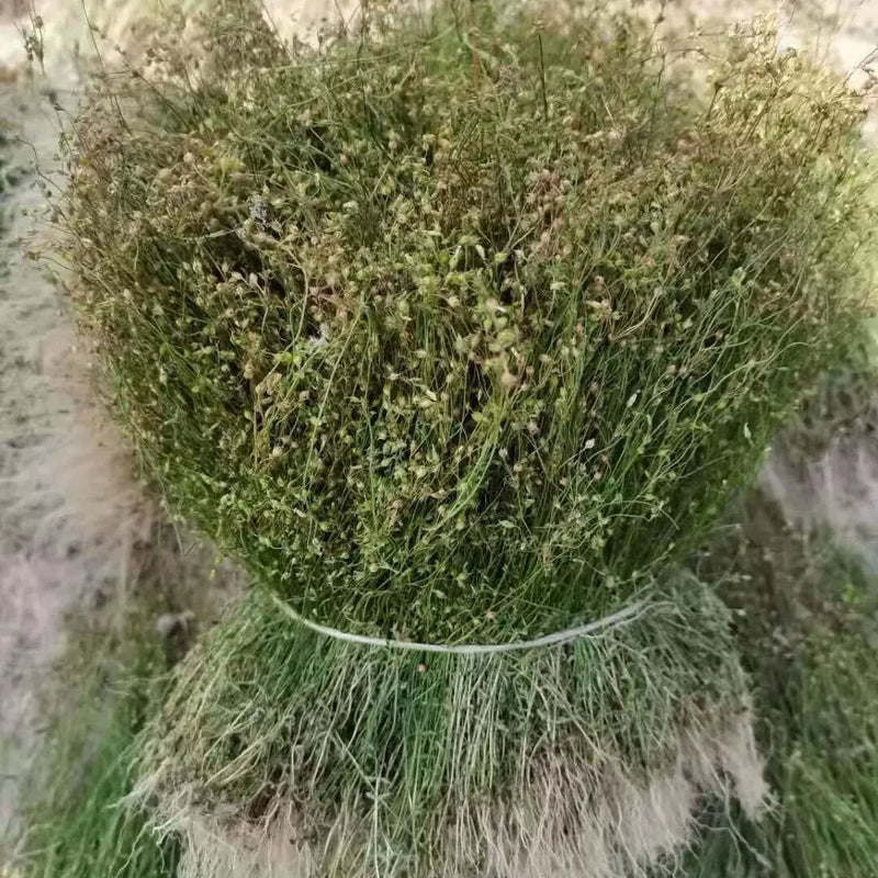 Si Ye Lian 四叶莲, Herb Galium Bungei, Si Ye Lu 四叶葎-Health Wisdom™