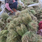 Si Ye Lian 四叶莲, Herb Galium Bungei, Si Ye Lu 四叶葎-Health Wisdom™