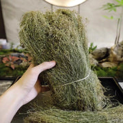 Si Ye Lian 四叶莲, Herb Galium Bungei, Si Ye Lu 四叶葎-Health Wisdom™
