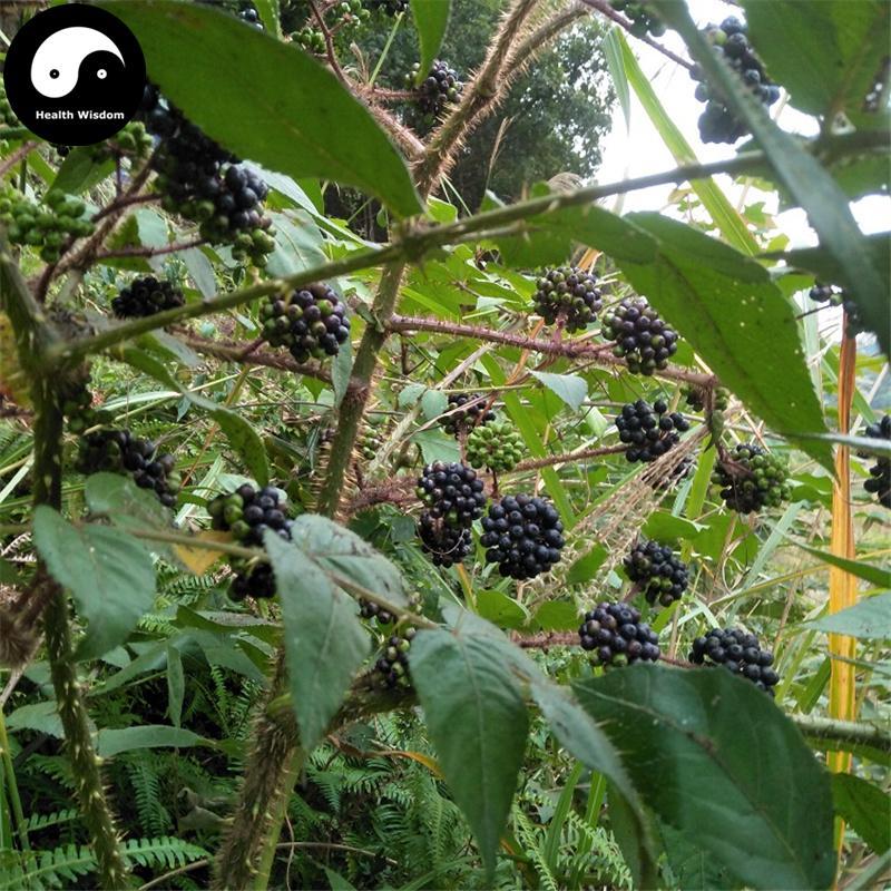 Song Mu Gen 楤木根, Radix Araliae Chinensis, Ying Bu Pu, Aralia Elegans Root-Health Wisdom™