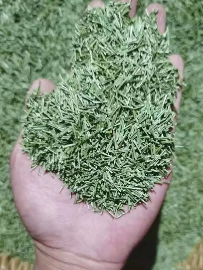 Song Ye 松葉, Pine Leaf Tea, Folium Pini, Song Zhen 松针, Song Mao-Health Wisdom™