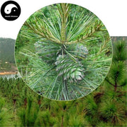 Song Zi 松子, Pine Nut-Health Wisdom™