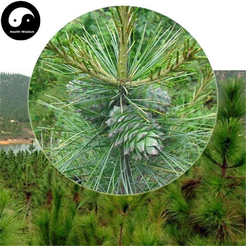Song Zi 松子, Pine Nut-Health Wisdom™