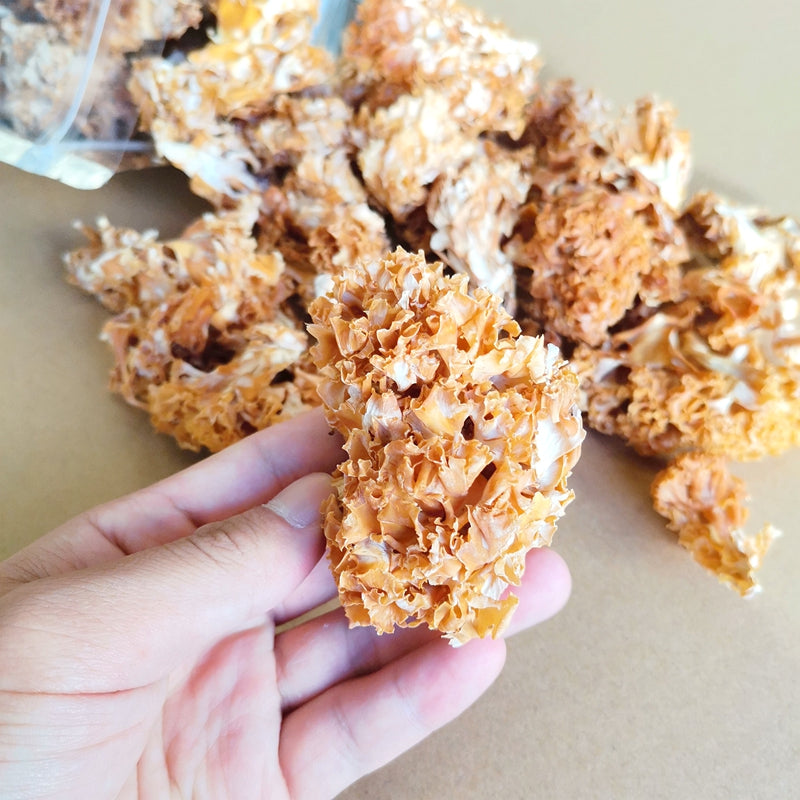 Sparassis Crispa, Dried Cauliflower Mushroom, Hanabiratake, Xiu Qiu Jun 绣球菌-Health Wisdom™