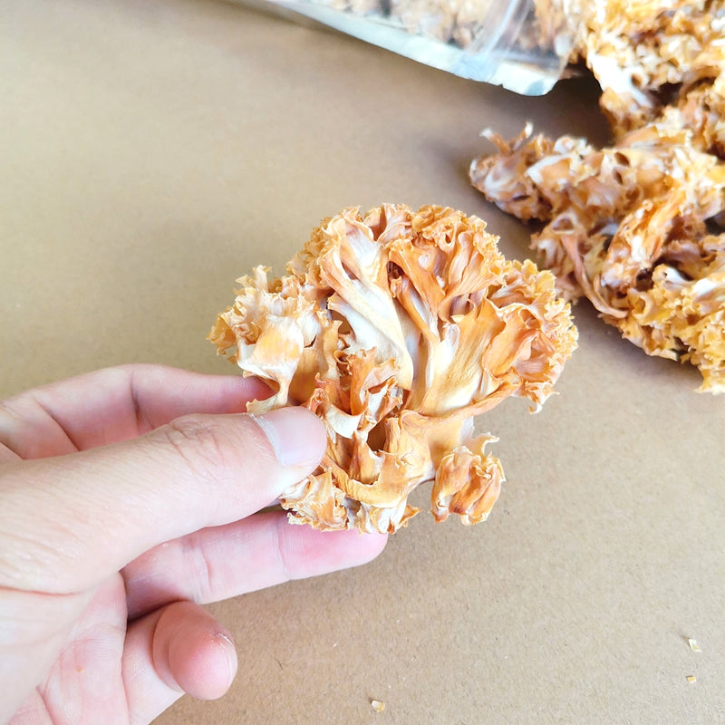 Sparassis Crispa, Dried Cauliflower Mushroom, Hanabiratake, Xiu Qiu Jun 绣球菌-Health Wisdom™
