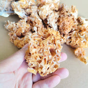 Sparassis Crispa, Dried Cauliflower Mushroom, Hanabiratake, Xiu Qiu Jun 绣球菌-Health Wisdom™