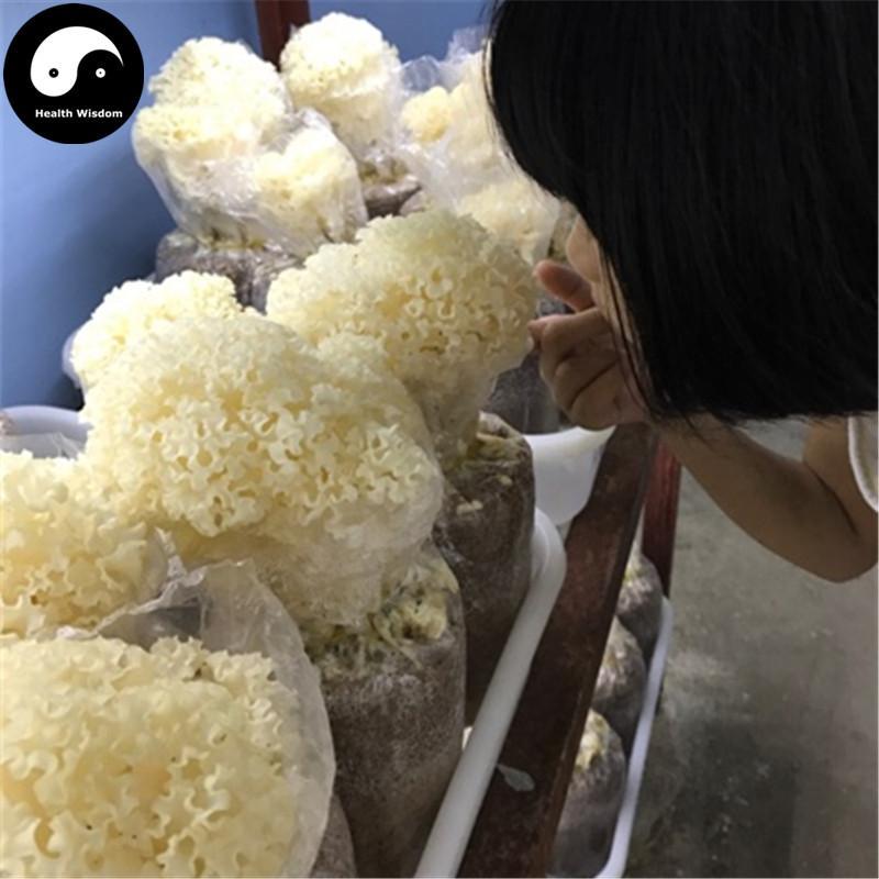 Sparassis Crispa, Dried Cauliflower Mushroom, Hanabiratake, Xiu Qiu Jun 绣球菌-Health Wisdom™