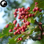 Spice Hua Jiao 花椒, Pericarpium Zanthoxyli, Red Pricklyash Peel, Chuan Jiao, Shu Jiao-Health Wisdom™