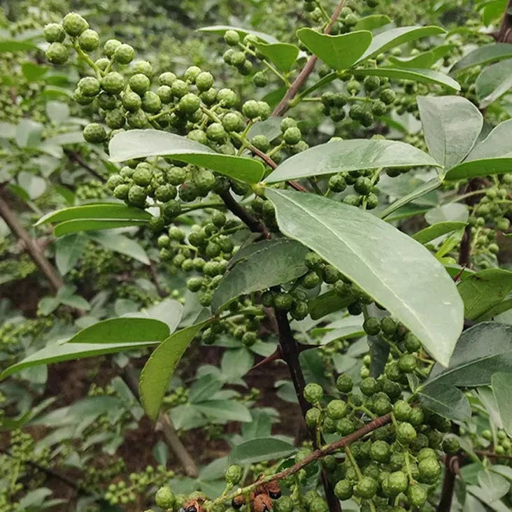 Spice Hua Jiao Sui Ye 花椒碎叶, Leaf Pericarpium Zanthoxyli, Pricklyash Leaves, Chuan Jiao, Shu Jiao-Health Wisdom™
