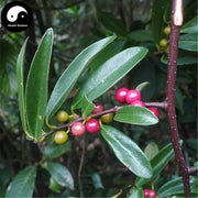 Suan Teng Guo 酸藤果, Embelia Laeta Fruit, Suan Qiang Zi-Health Wisdom™