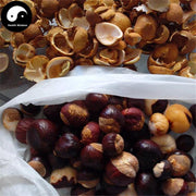 Suo Luo Zi 娑罗子, Chinese Buckeye Seed, Semen Aesculi, Su Luo Zi, Kai Xin Guo-Health Wisdom™