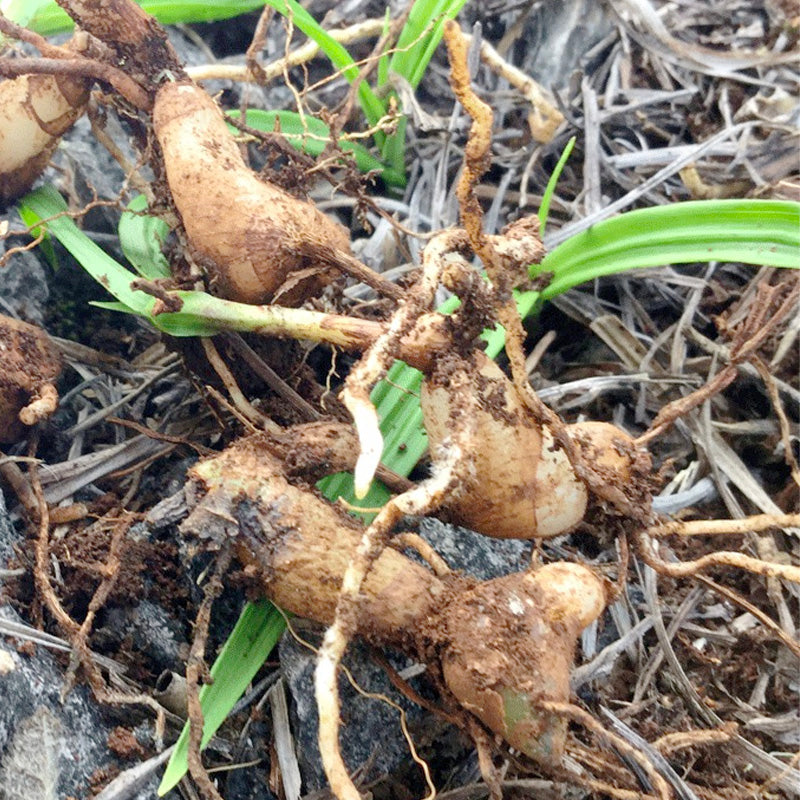 TCM Herbs Powder Bai Ji 白芨, Powder Rhizoma Bletillae, Herb Bletilla Striata Root-Health Wisdom™