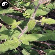 TCM Herbs Powder Bai Ying 白英, Bittersweet Herb, Herba Solani Lyrati, Shu Yang Quan, Bai Mao Teng-Health Wisdom™
