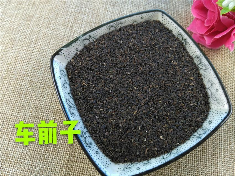 TCM Herbs Powder Chao Che Qian Zi 炒車前子, Heated Semen Plantaginis, Plantain Seed-Health Wisdom™