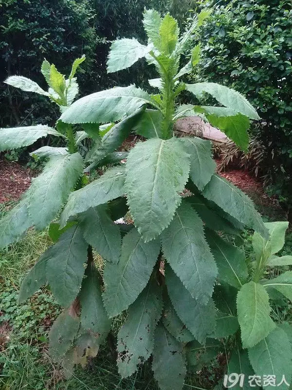 TCM Herbs Powder Chou Ling Dan Cao 臭靈丹草, Herba Laggerae, Wingedtooth Laggera Herb, Shi Zi Cao-Health Wisdom™